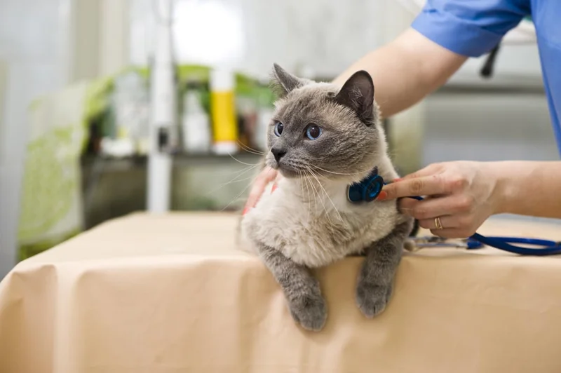 بیماری FIP گربه ها چیست ؟